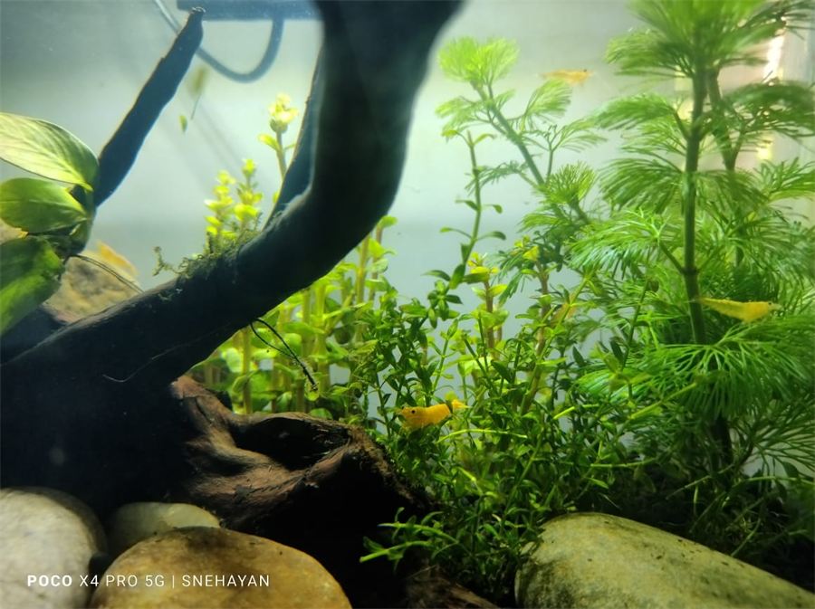 种满水草、混养米虾的成熟水草缸