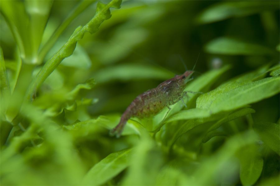 樱花虾（多齿新米虾）在水草间活动