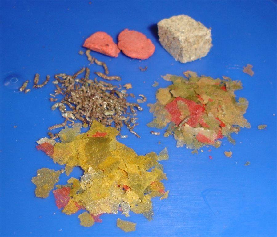 用于喂养孔雀鱼的薄片饲料与颗粒饲料