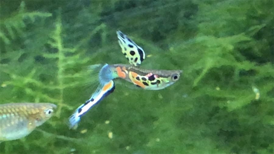 File:Guppy Guppies.png