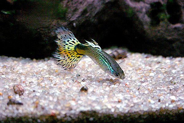File:Guppy 01.jpg