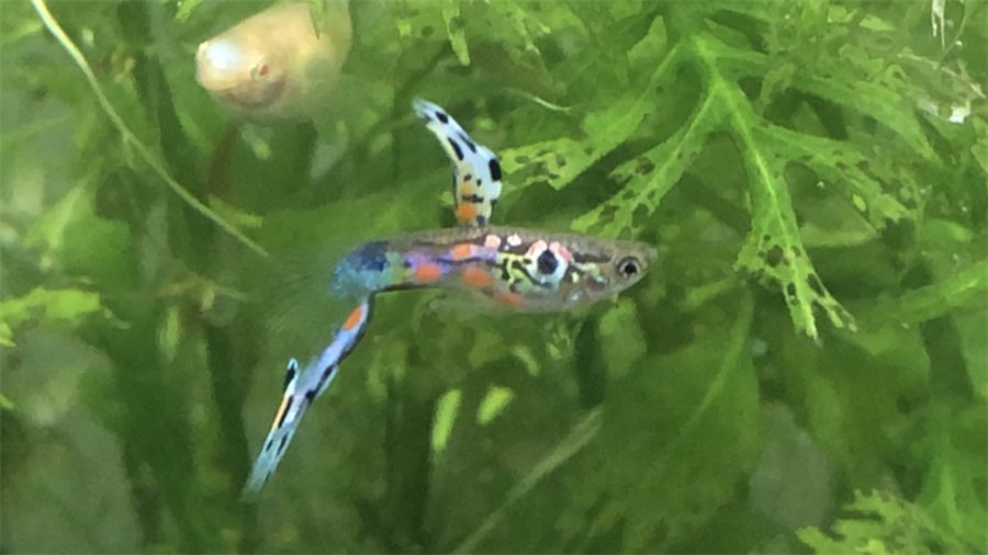 File:Poecilia Reticulata - Vienna Guppy.png