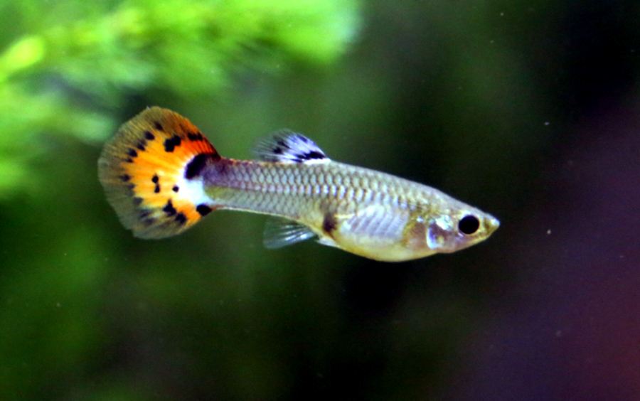 File:Guppy - Poecilia reticulata.jpg