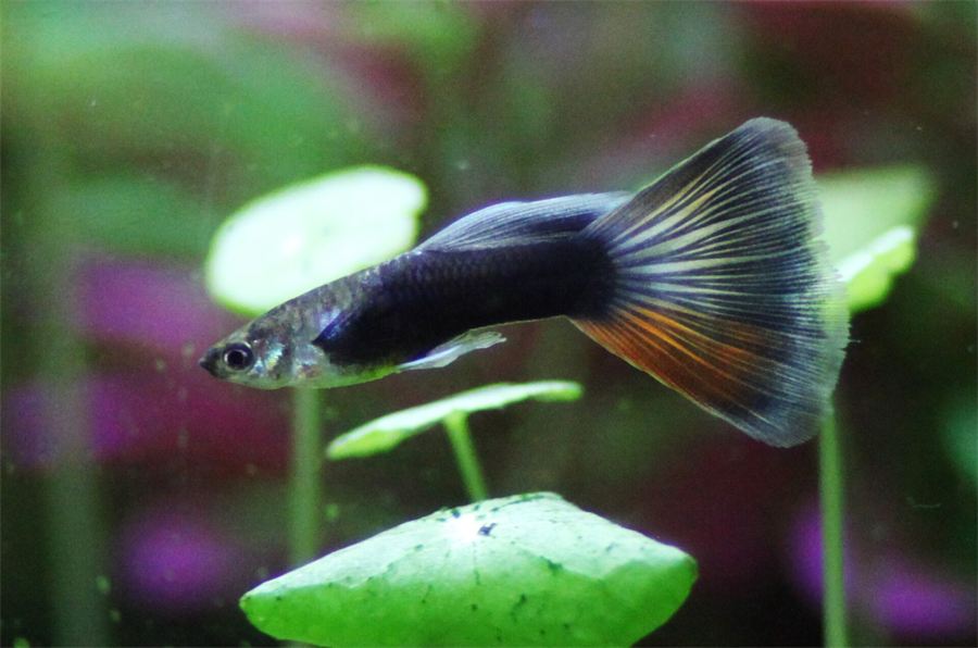 File:Guppy male moscow.jpg