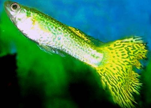 File:Cobra Guppy.jpg