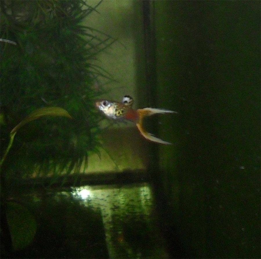 File:Poecilia reticulata KRG 2019.png