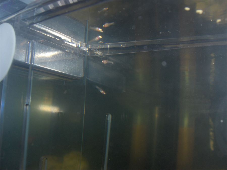 File:Guppies.JPG