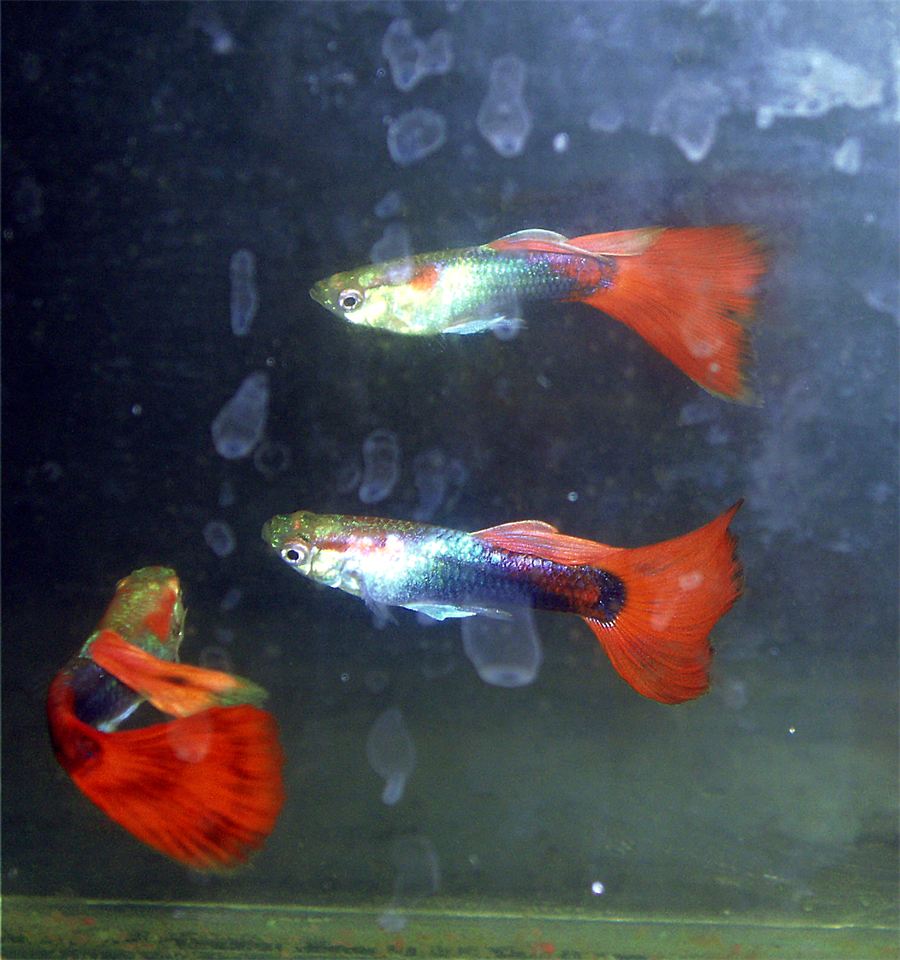 File:TuxedoGuppy.jpg