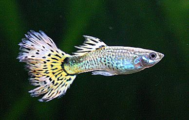 File:Guppy 04.jpg